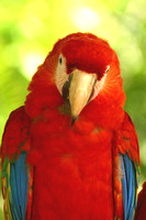 Xel-Ha, Macaw, V021115-0090a