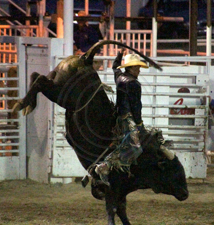 Cortez, Ute Mtn Roundup Rodeo, Bull Riding1117873a