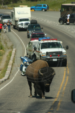 Yellowstone NP, Bison in Road V0825885