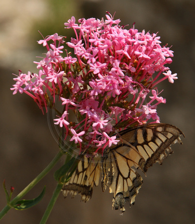 Les Baux, Flower, Butterfly1033049a