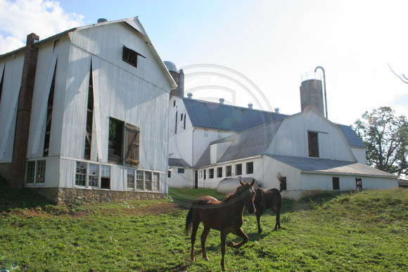 Rothsville, Horse and Barn0614691