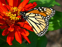 College Station, Bush Library, Flowers, Butterfly031102-3230