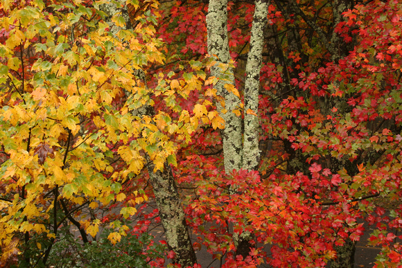 Cumberland Gap NHP, Foliage0411197