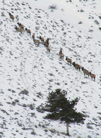 Leadville Area, Elk on Hillside1011155a
