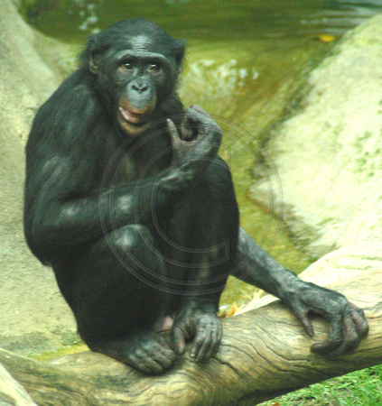 San Diego, Zoo, Chimpanzee, V030811-8022a