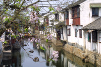 Zhouzhang, Canal, Flowers020411-7230