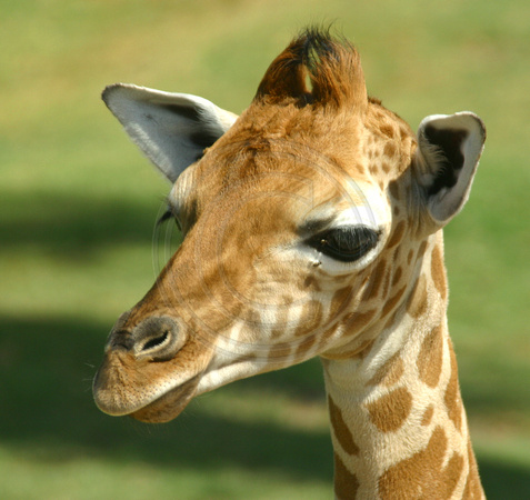 San Diego, Wild Animal Park, Giraffe030812-8223a