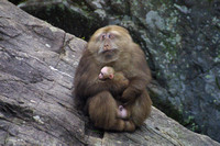 Tankou, Monkey Reserve020405-6204