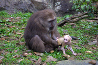 Tankou, Monkey Reserve, Baby020405-6193