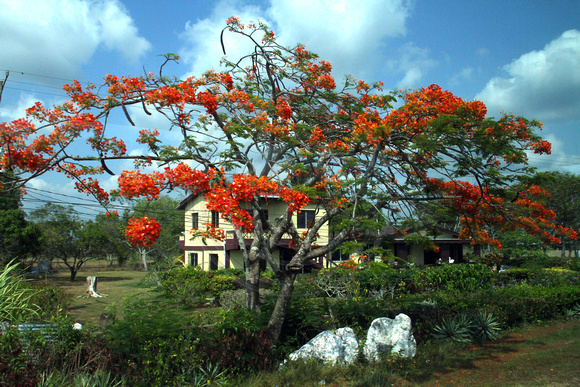Belize City, Flame Tree1117416a