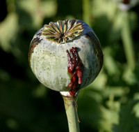 Bassi, Opium Harvesting030312-5953a
