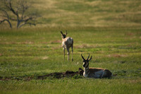 Wind Cave NP, Pronghorn0824952