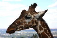 Colorado Springs, Zoo, Giraffe0740804a