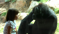 Colorado Springs, Zoo, Girl and Gorilla0740943b