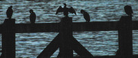 Kingston, Birds on Fence021229-0417a
