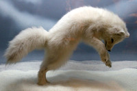 Denver, Mus Nature and Science, Arctic Fox1053746a