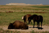 Interior, Bison, Cow, Horse0824881