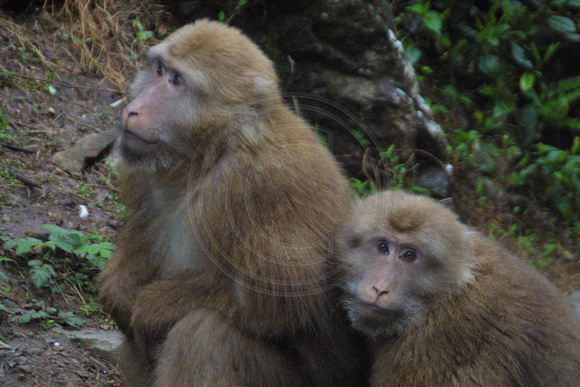 Tankou, Monkey Reserve, Couple020405-6158