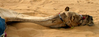 Pushkar, Camel Safari, Resting Camel030314-6188a