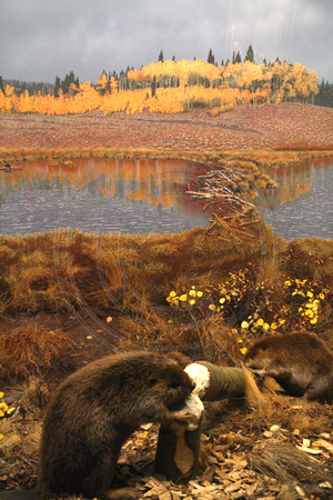 Denver, Mus Nature and Science, Beaver V1053750a