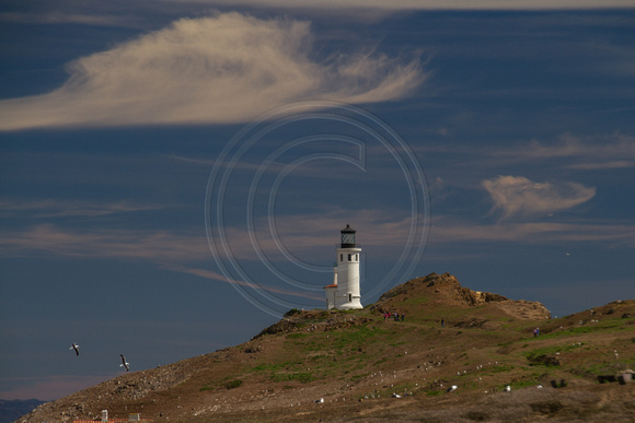 Channel Islands NP, Anacapa Is, Lighthouse140-9393