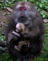 Tankou, Monkey Reserve, Baby020405-6188a