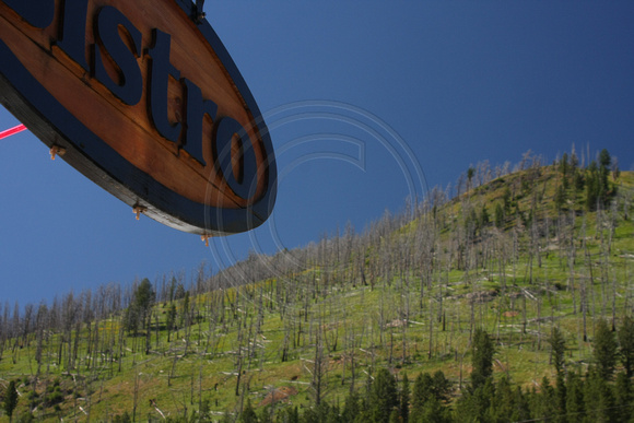 Cooke City, Forest Fire Damage0825798