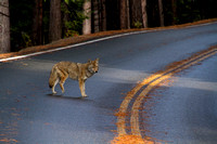 Yosemite NP, Coyote w Injured Leg112-3117
