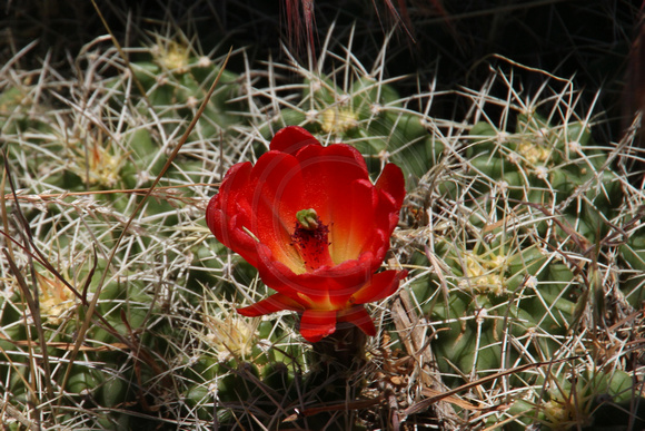 Mesa Verde NP, Soda Canyon Ovrlk Trail, Flower1118365a