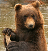 AWCC Brown Bear Cub0575390b