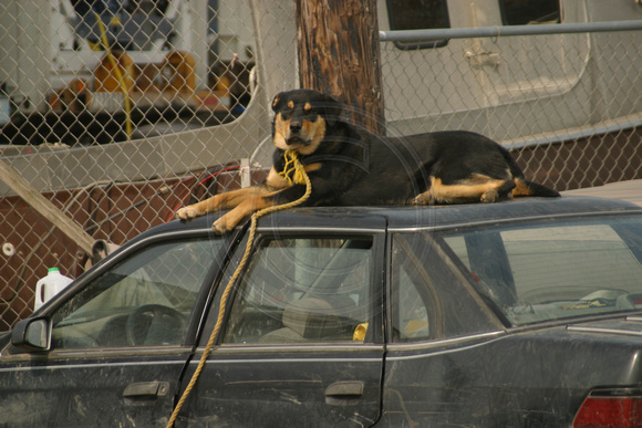Homer, Dog on Car030522-0882