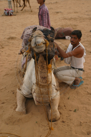 Pushkar, Camel Safari, V030314-6246