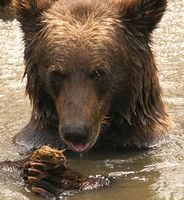 AWCC Brown Bear Cub0575492a