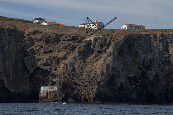 Channel Islands NP, Anacapa Is140-9318