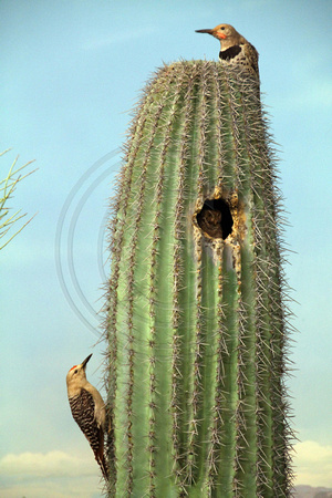 Denver, Mus Nature and Science, Cactus, Birds V1053684a
