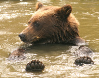 AWCC Brown Bear Cub0575440a