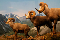 Denver, Mus Nature and Science, Bighorn Sheep1053731