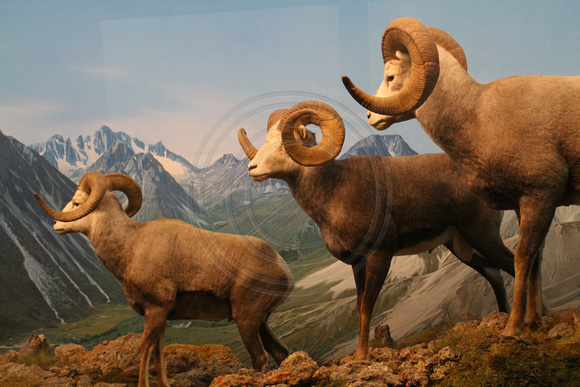 Denver, Mus Nature and Science, Bighorn Sheep1053731