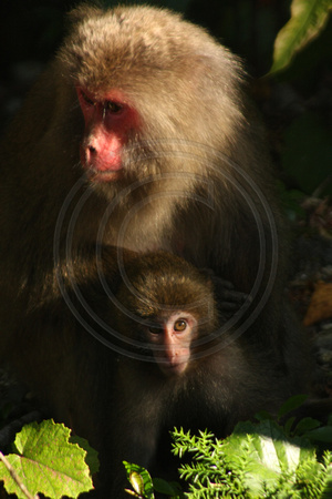 Yakushima, Monkeys V0832971