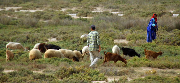 Northern Tunisia, Shepherds1025939a