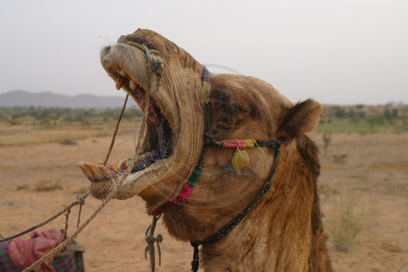 Pushkar, Camel Safari, Yawn030314-6247