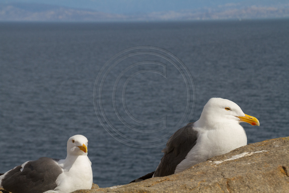 Channel Islands NP, Anacapa Is, Sea Gulls140-9327