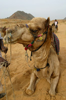 Pushkar, Camel Safari, V030314-6179