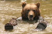 AWCC Brown Bear Cub0575438a