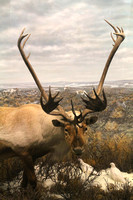 Denver, Mus Nature and Science, Caribou V1053734a