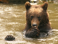 AWCC Brown Bear Cub0575443a