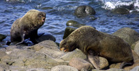 St Paul, Fur Seals020604-0481a