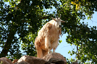 Colorado Springs, Zoo, Mtn Goat0740919