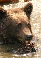AWCC Brown Bear Cub V0575493a