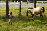 Eastern Guatemala, Ranch, Horse, Lassooed1117291a